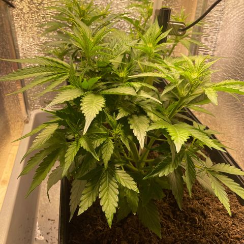 Orion F1 Auto #2 growlog timeline photo