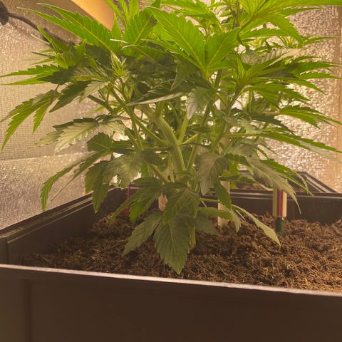 Orion F1 Auto #2 growlog timeline photo