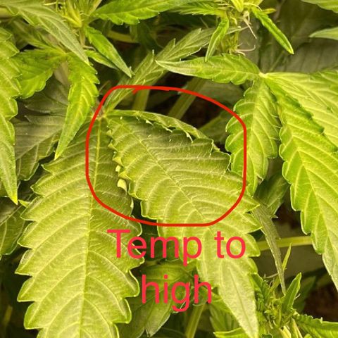 Orion F1 Auto #2 growlog timeline photo