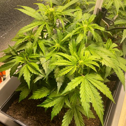 Orion F1 Auto #2 growlog timeline photo
