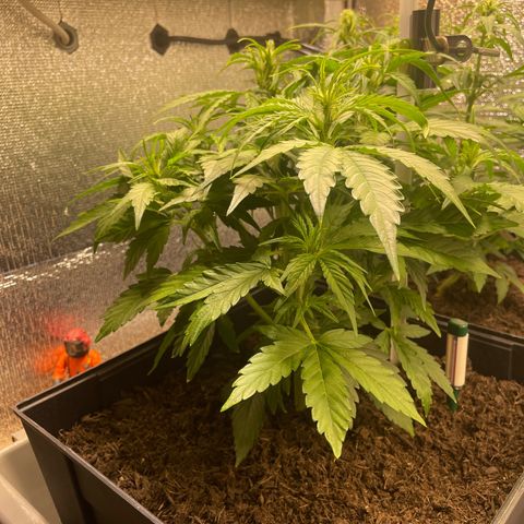 Orion F1 Auto #2 growlog timeline photo
