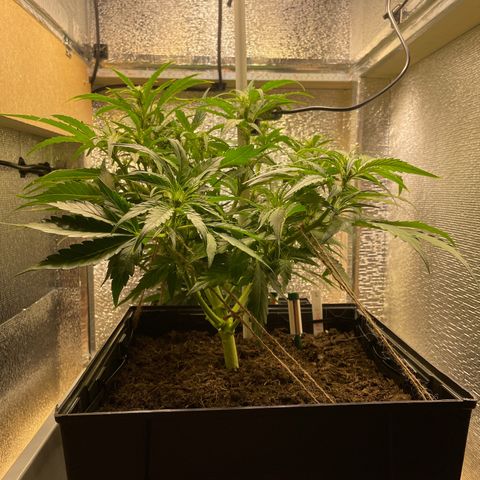 Orion F1 Auto #2 growlog timeline photo