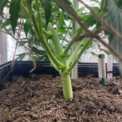 Orion F1 Auto #2 growlog photo: Minimal lollipop plus slight defoliation on upper branches (see what happens)
