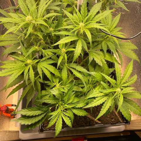 Orion F1 Auto #2 growlog timeline photo