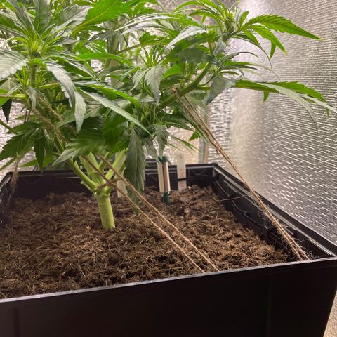 Orion F1 Auto #2 growlog timeline photo