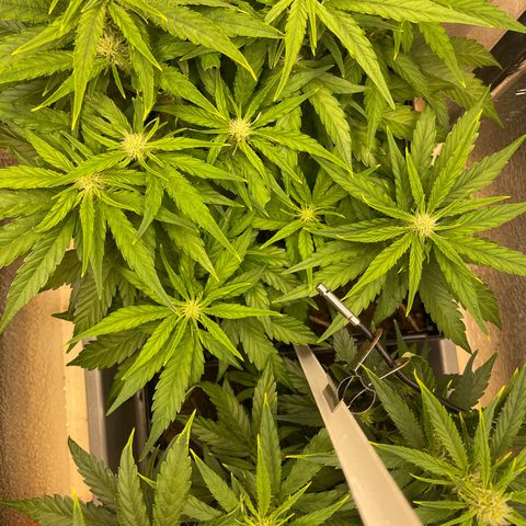 Orion F1 Auto #2 growlog timeline photo