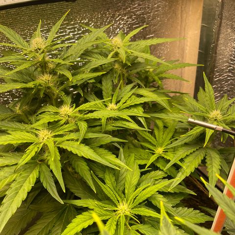 Orion F1 Auto #2 growlog timeline photo