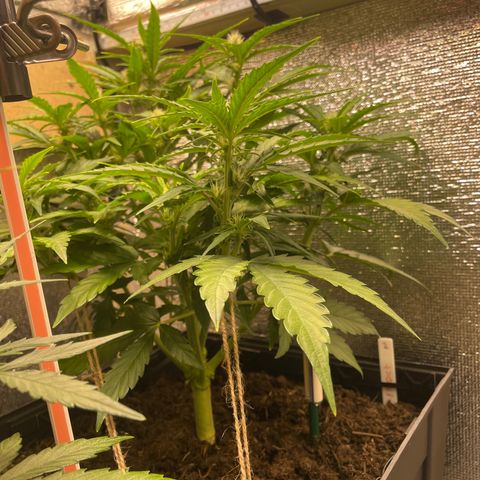 Orion F1 Auto #2 growlog timeline photo