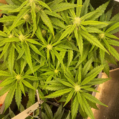 Orion F1 Auto #2 growlog timeline photo