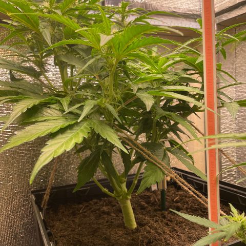 Orion F1 Auto #2 growlog timeline photo