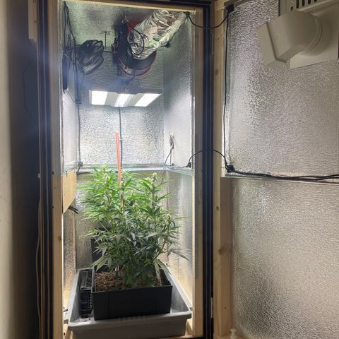 Orion F1 Auto #2 growlog timeline photo