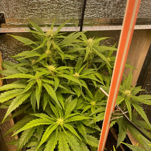 Orion F1 Auto #2 growlog timeline photo