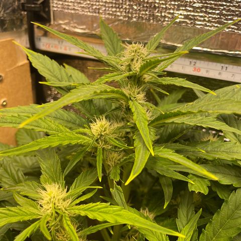 Orion F1 Auto #2 growlog timeline photo