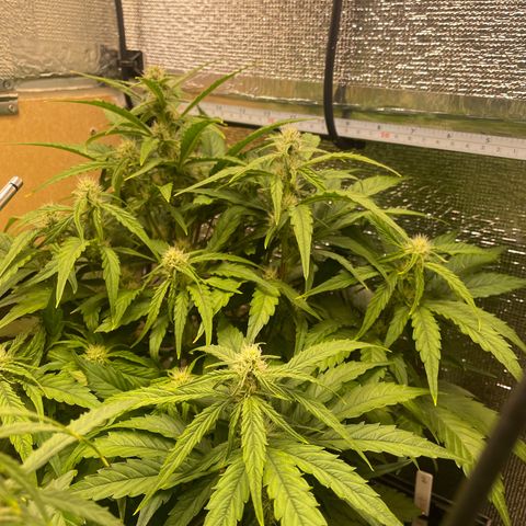 Orion F1 Auto #2 growlog timeline photo
