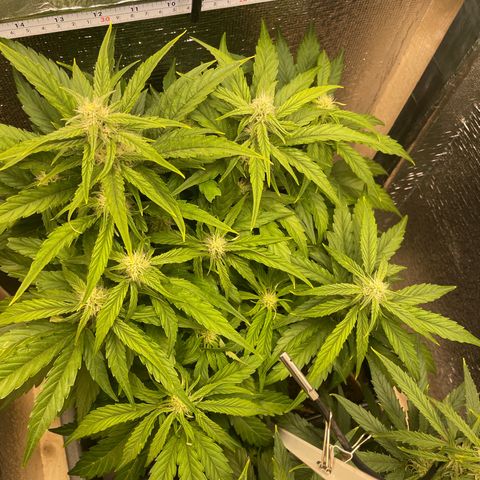 Orion F1 Auto #2 growlog timeline photo