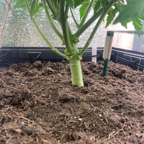 Orion F1 Auto #2 growlog timeline photo