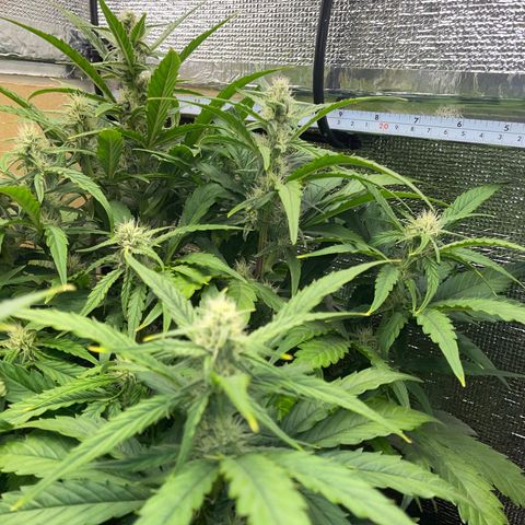 Orion F1 Auto #2 growlog timeline photo