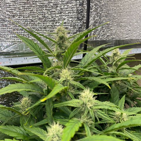 Orion F1 Auto #2 growlog timeline photo