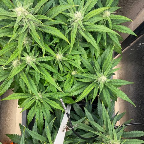 Orion F1 Auto #2 growlog timeline photo