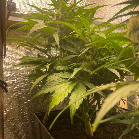 Orion F1 Auto #2 growlog timeline photo