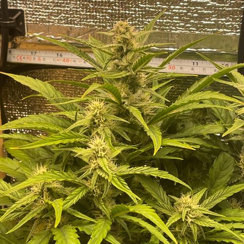 Orion F1 Auto #2 growlog timeline photo