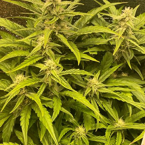 Orion F1 Auto #2 growlog timeline photo
