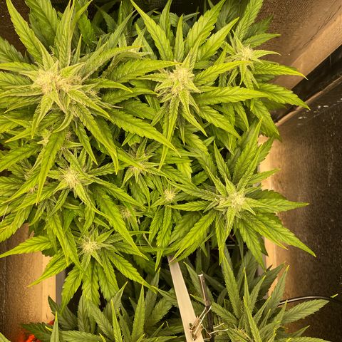 Orion F1 Auto #2 growlog timeline photo