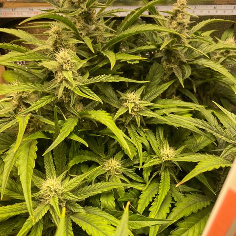 Orion F1 Auto #2 growlog timeline photo
