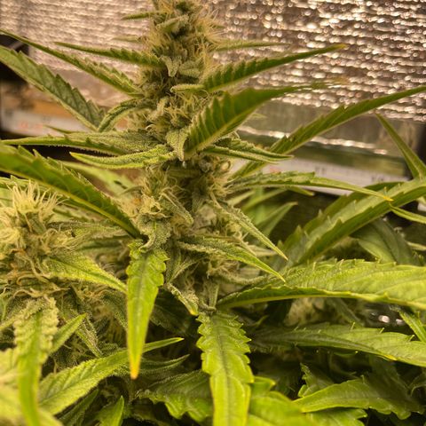 Orion F1 Auto #2 growlog timeline photo