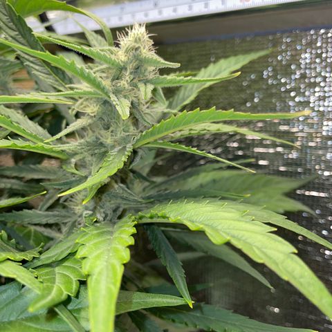 Orion F1 Auto #2 growlog timeline photo
