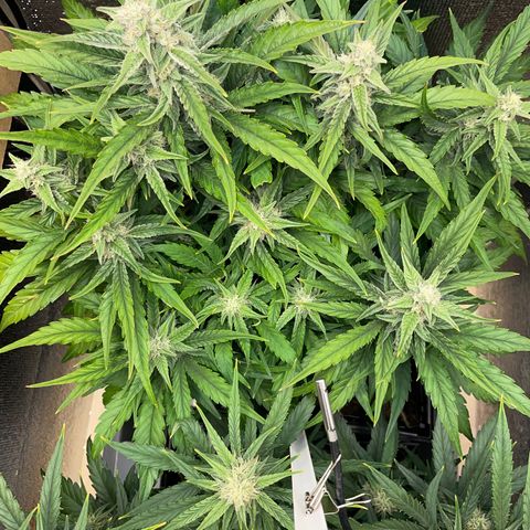 Orion F1 Auto #2 growlog timeline photo