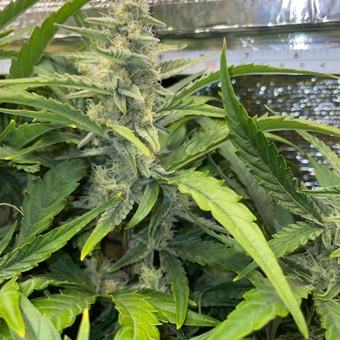 Orion F1 Auto #2 growlog timeline photo