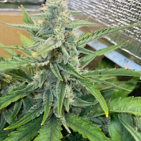 Orion F1 Auto #2 growlog timeline photo