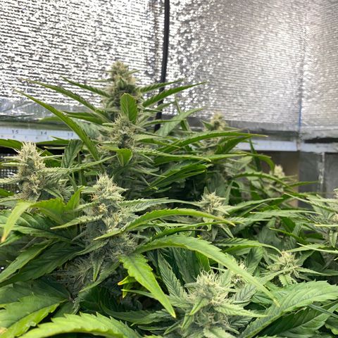 Orion F1 Auto #2 growlog timeline photo