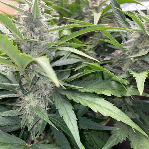 Orion F1 Auto #2 growlog timeline photo