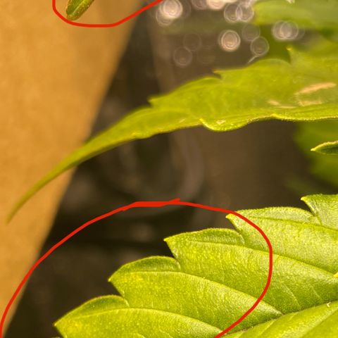 Orion F1 Auto #2 growlog timeline photo
