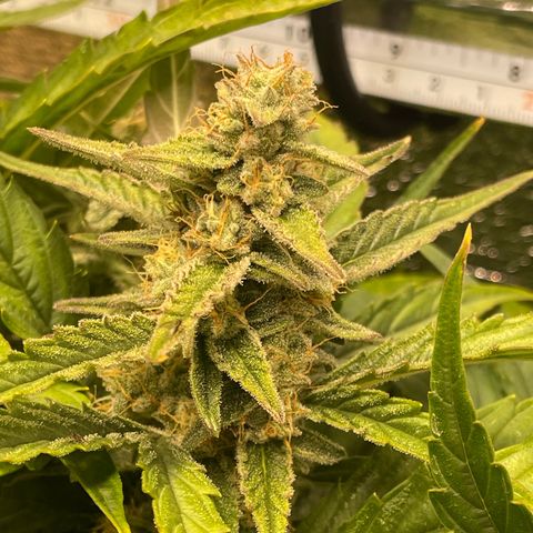 Orion F1 Auto #2 growlog timeline photo