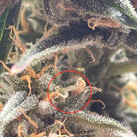 Orion F1 Auto #2 growlog timeline photo