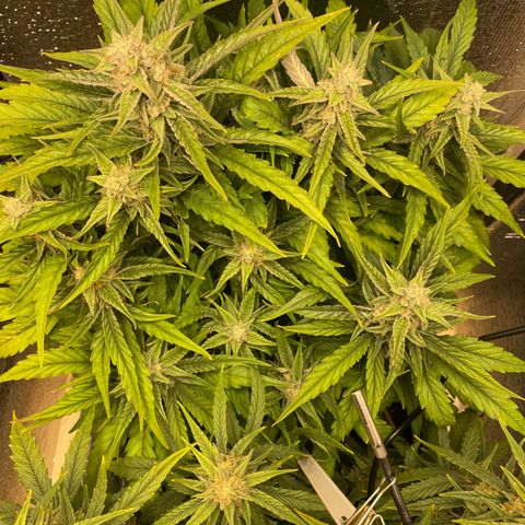 Orion F1 Auto #2 growlog timeline photo