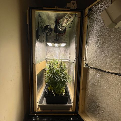 Orion F1 Auto #2 growlog timeline photo
