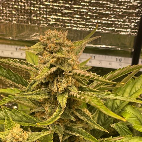 Orion F1 Auto #2 growlog timeline photo