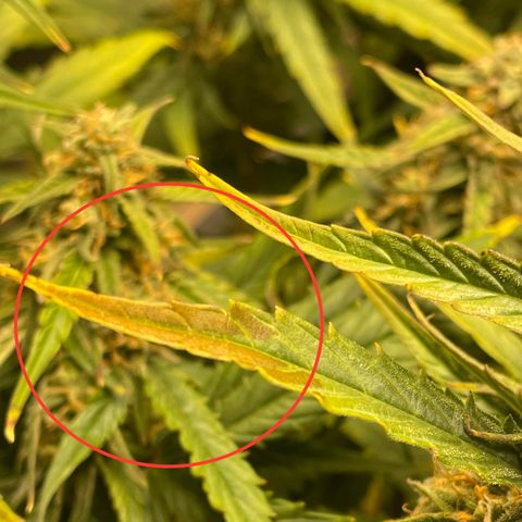 Orion F1 Auto #2 growlog timeline photo