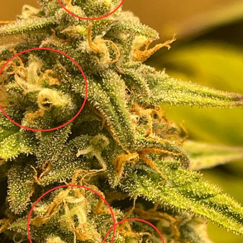 Orion F1 Auto #2 growlog timeline photo
