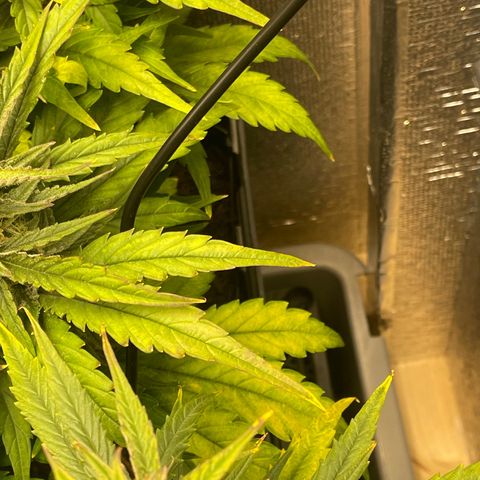 Orion F1 Auto #2 growlog timeline photo