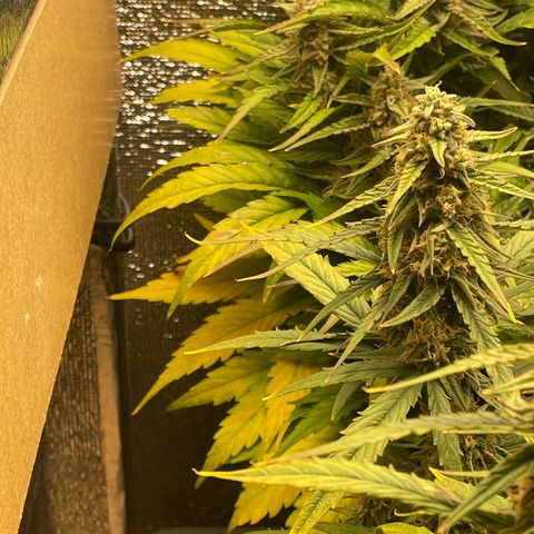 Orion F1 Auto #2 growlog timeline photo