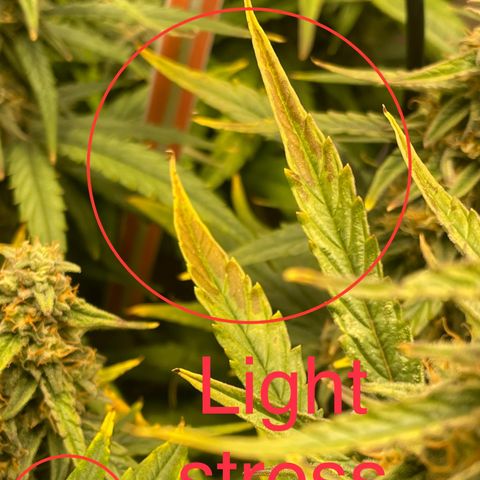 Orion F1 Auto #2 growlog timeline photo