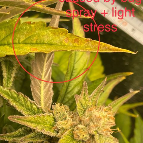 Orion F1 Auto #2 growlog timeline photo