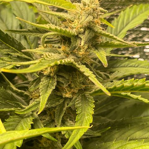Orion F1 Auto #2 growlog timeline photo
