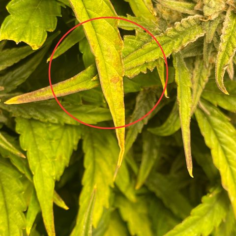 Orion F1 Auto #2 growlog timeline photo