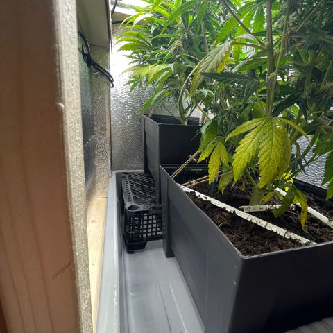 Orion F1 Auto #2 growlog timeline photo